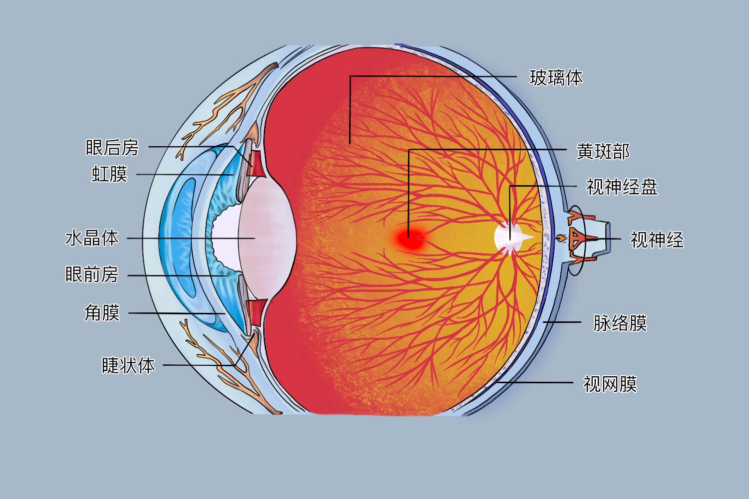 正常视野检查结果psd_正常视力检查结果_正常人同视机检查结果