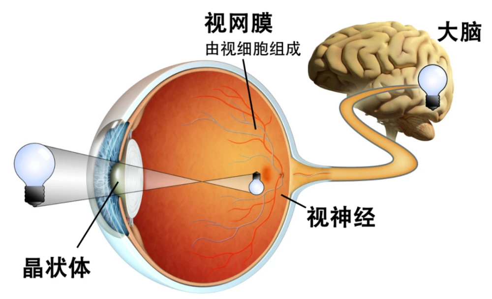 正常视力检查结果_正常人同视机检查结果_正常视野检查结果psd