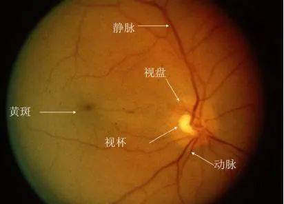 正常人同视机检查结果_正常视野检查结果psd_正常视力检查结果