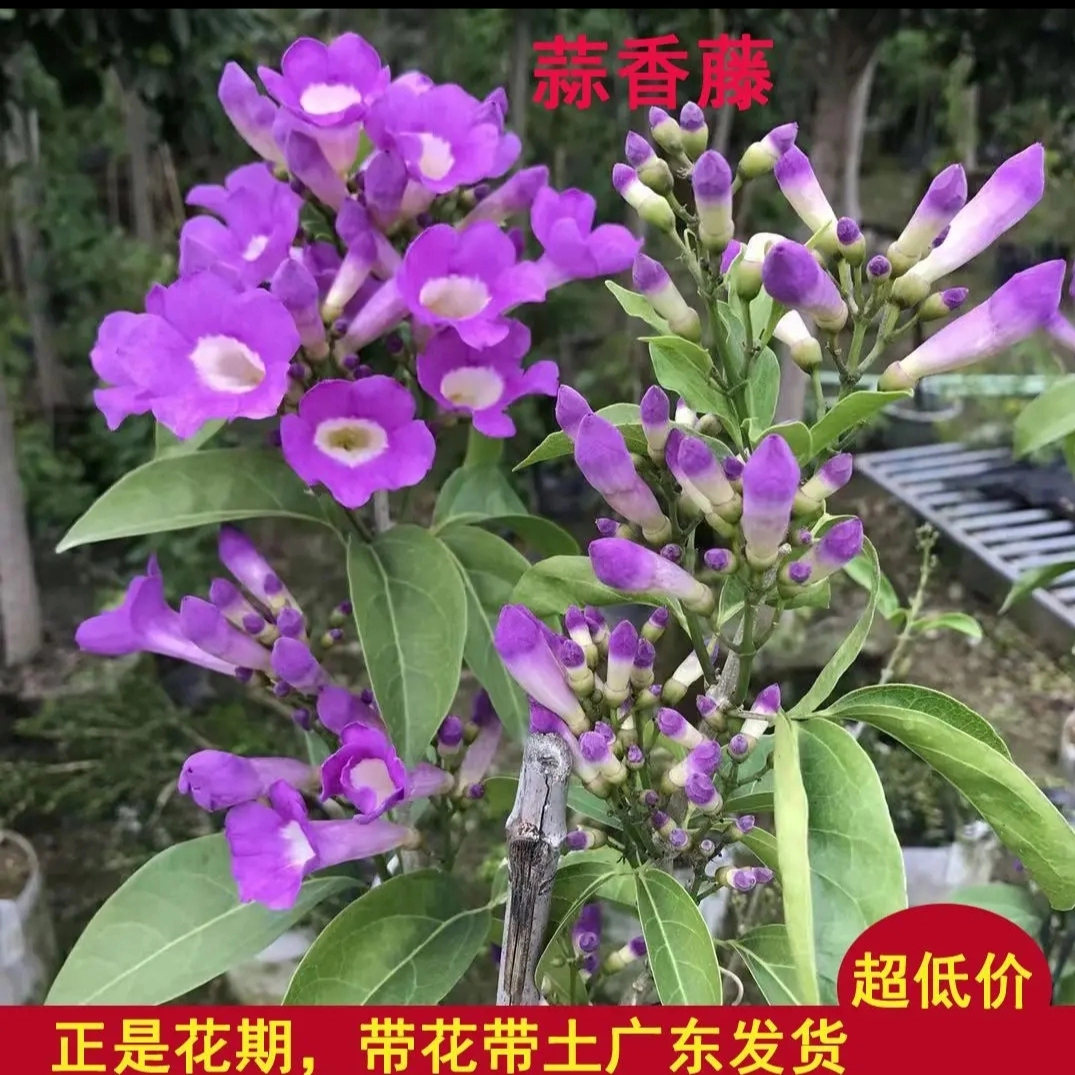 花刺代理ip都是失效的_花刺代理ip都是失效的_花刺代理ip都是失效的