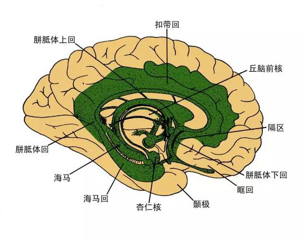 周围神经系统可以分成_神经系统的周围部分_周围神经系统可以分为