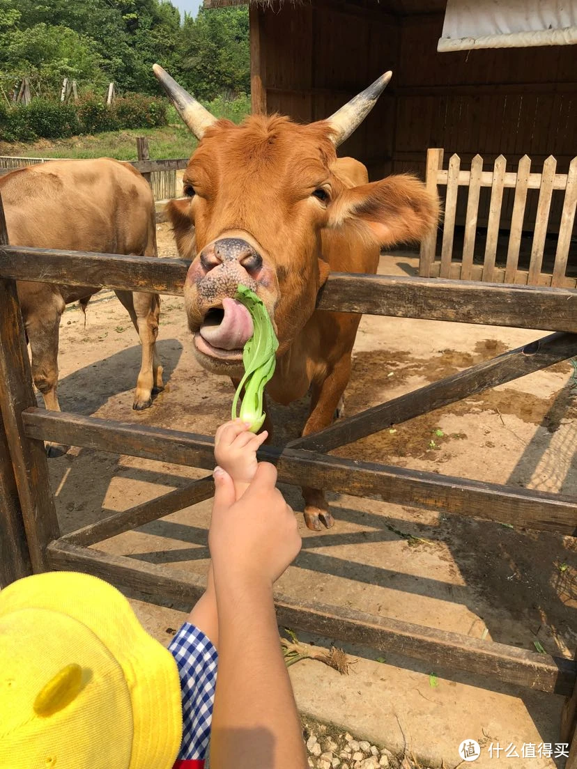 芳草地牛放屁雕塑含义_芳草地牛放屁图片_芳草地牛放屁图片