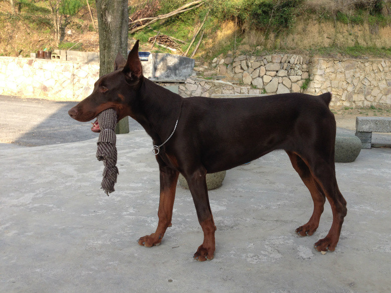 我的爱犬_拉萨爱犬宠物医院_爱犬意外离世是替主人挡灾吗