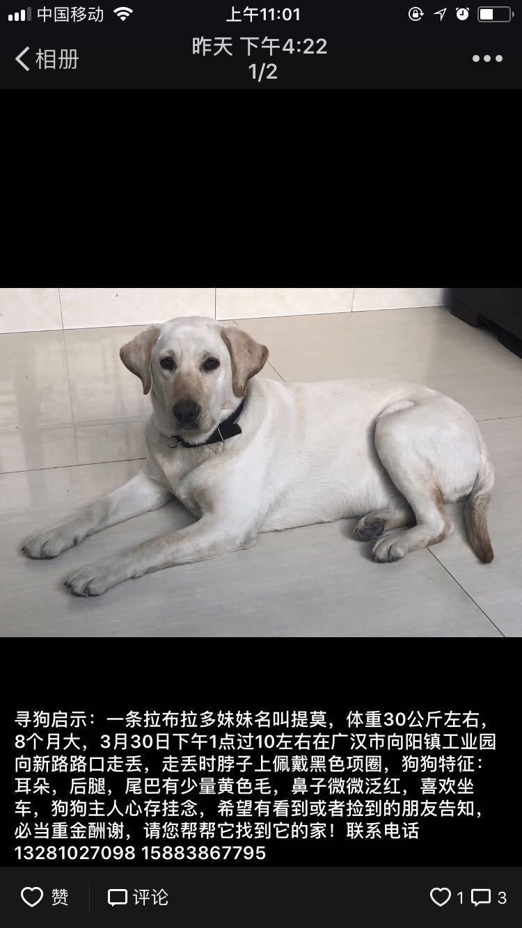 拉萨爱犬宠物医院_我的爱犬_爱犬意外离世是替主人挡灾吗