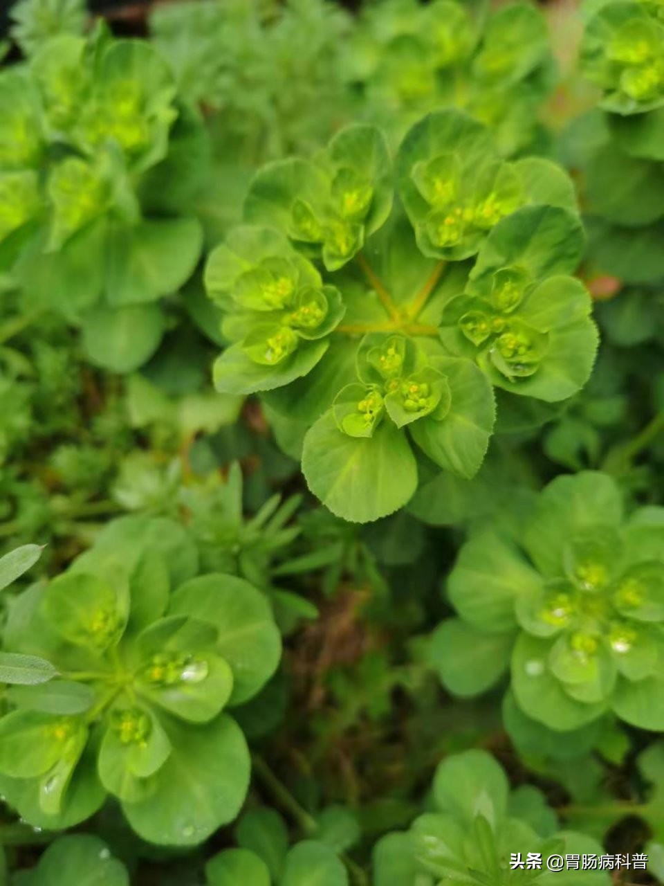 植物锈病的病状类型_植物锈病对人体的危害_药用植物马蔺锈病