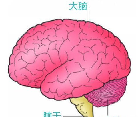 脑死亡复活案例_复活脑死亡可能人有后遗症吗_人脑死亡后有可能复活吗