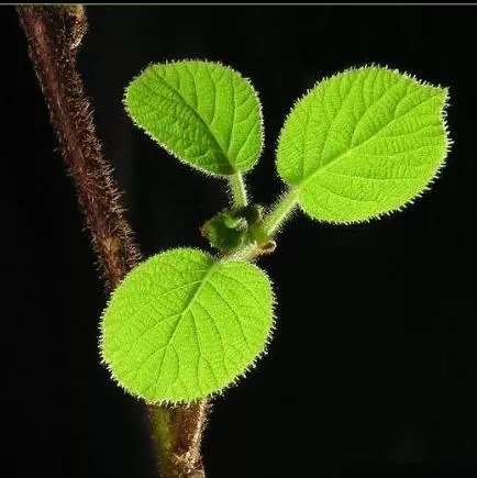 废弃水晶灯旧物改造_水晶灯上的水晶变废为宝_水晶灯废物利用