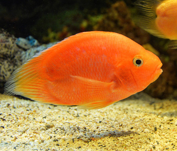 彩虹岛水族馆怎么走_彩虹岛收费地图水族馆_彩虹岛怎么去水族