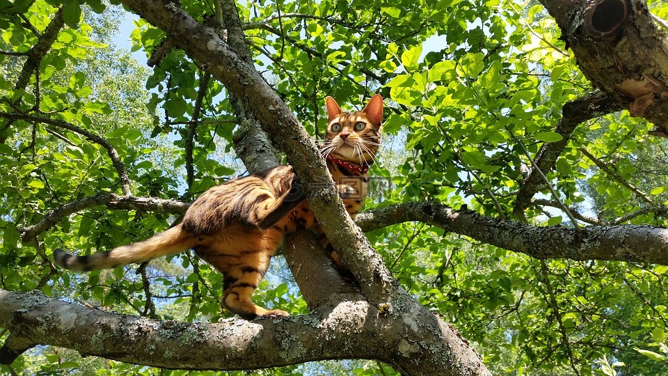 交易猫手游交易平台时空猎人_诚信猫手游交易平台是不是钓鱼网站_百度交易猫手游平台