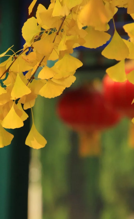 菲芭菲有没有副作用_菲芭菲化妆品有副作用吗_菲芭菲真的能祛斑吗