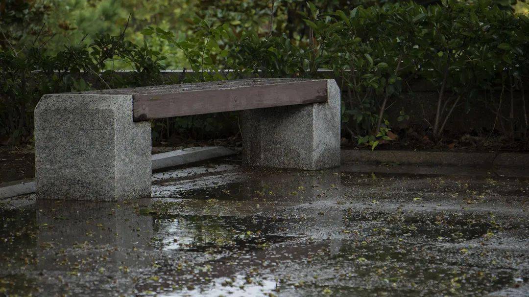 秋雨梧桐落叶的图片_秋雨梧桐叶落时游戏_秋雨滴落梧桐叶