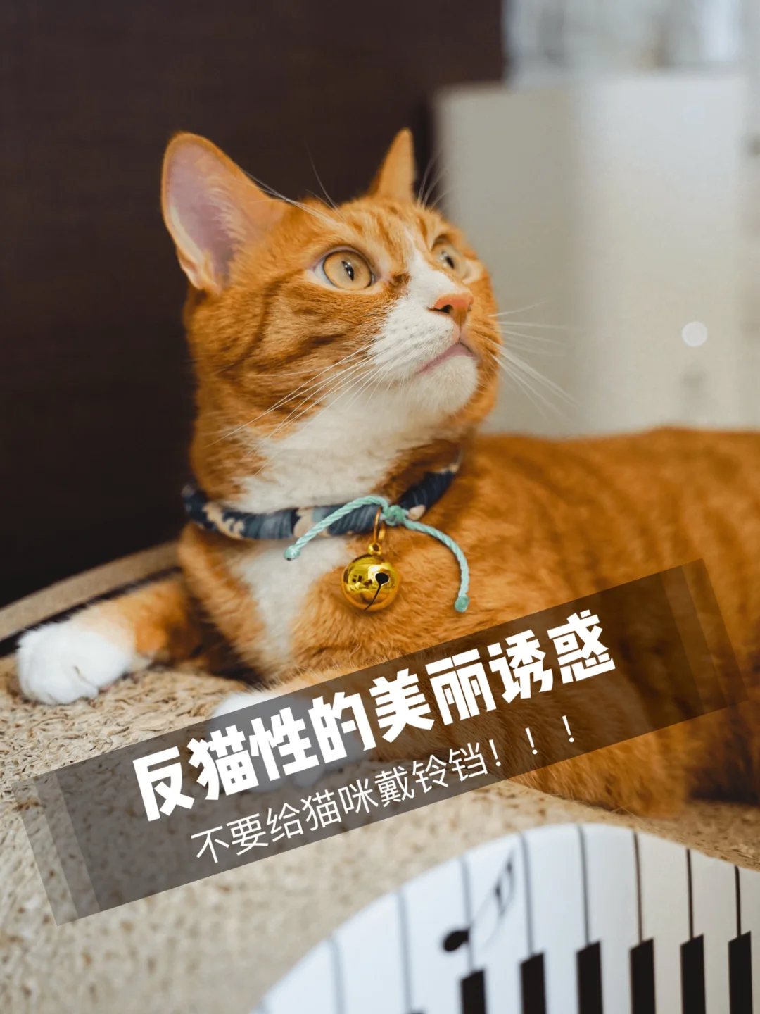 动画片戴铃铛的猫叫什么_动漫带铃铛的猫_动漫猫铃铛带字图片