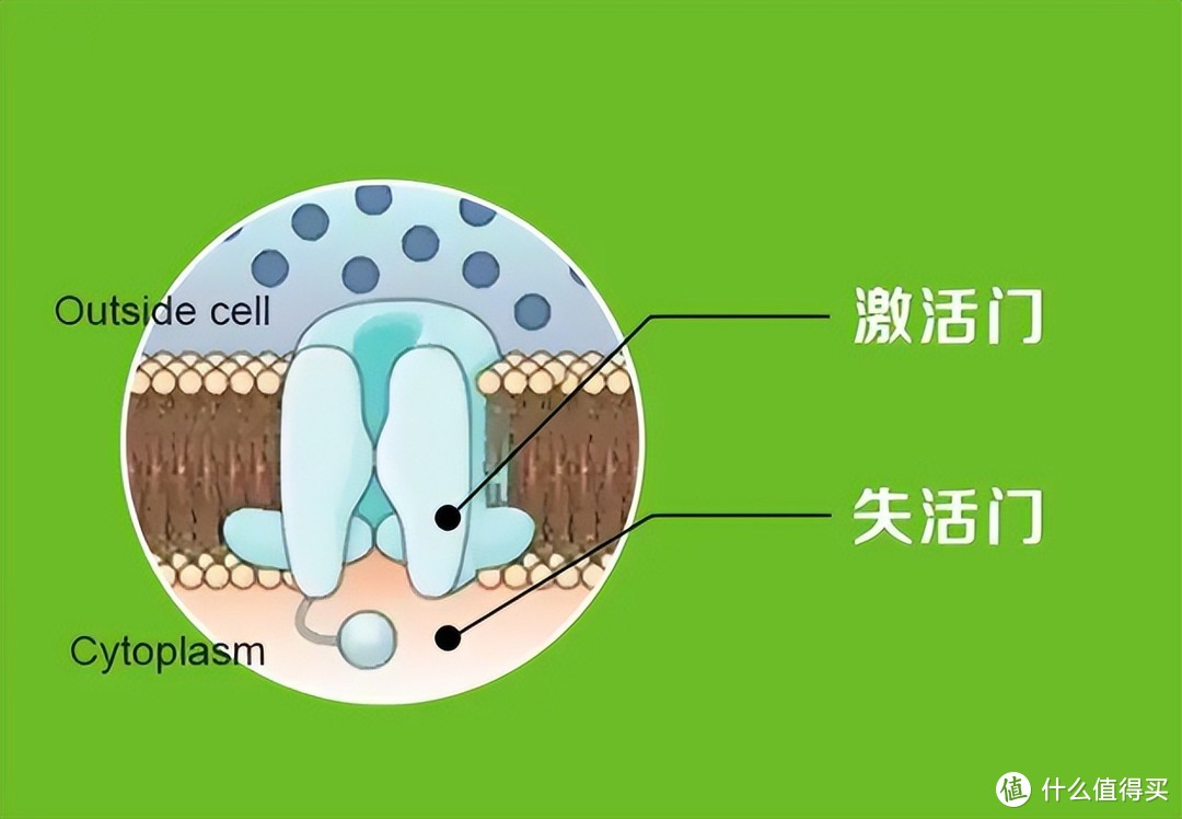 离子通道修复术是真是假_离子通道修复术是真是假_离子通道修复术是真是假