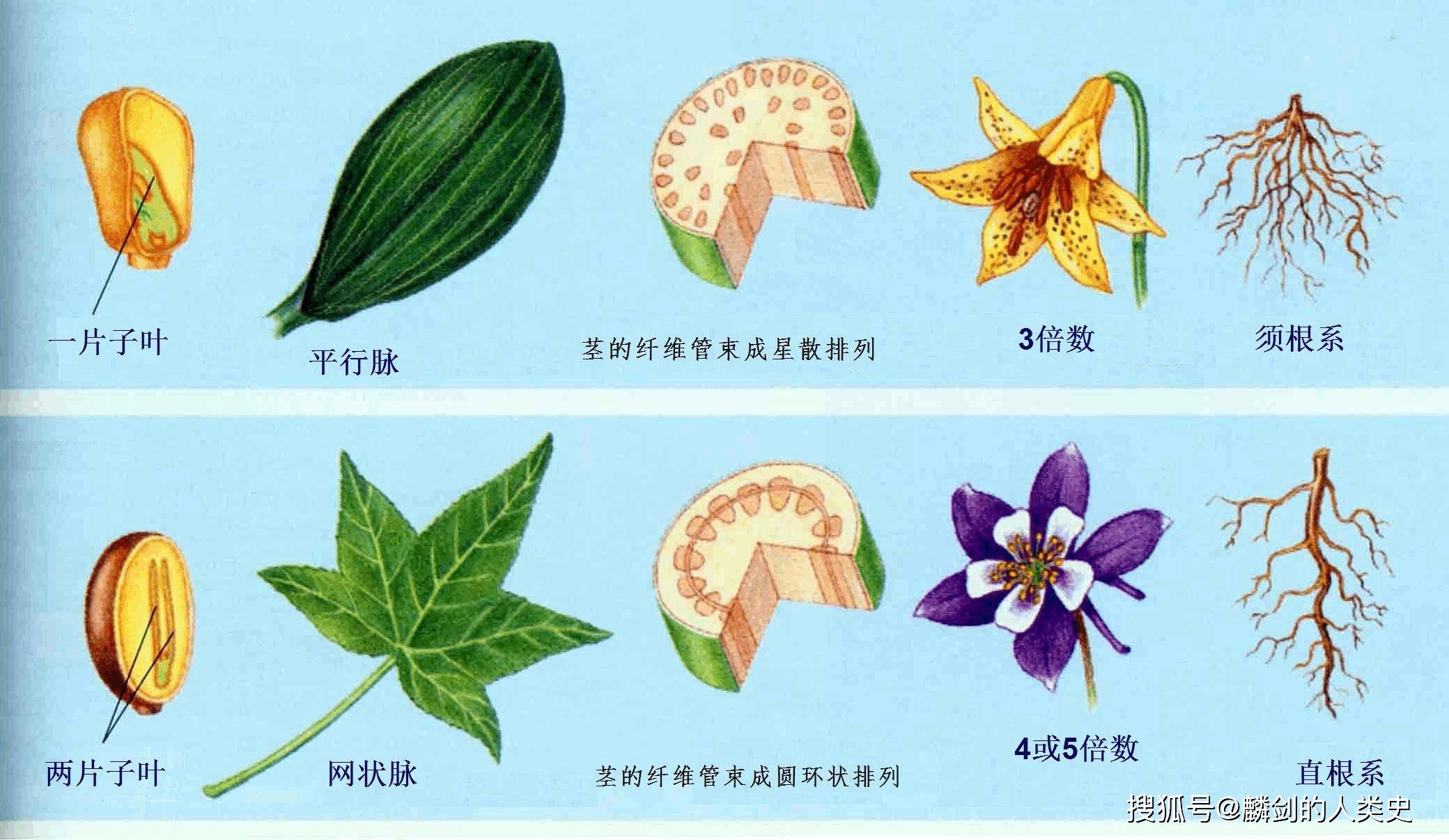 双子叶植物次生结构_双子叶植物次生结构_双子叶植物次生结构组成