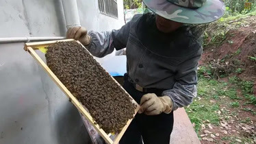 蜂王陪养殖技术视频_蜂群换王视频_中蜂养殖技术视频换王